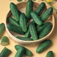 Огурец Наташа Микс F1 1000 шт