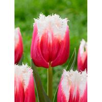 Тюльпан Бахромчатый Сан Леандро ( 10шт, 11/12) 833120