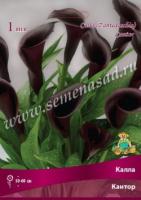 Калла Кантор 14/16