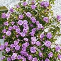 Роза плетистая Клайминг Блю Мун 751799