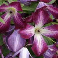 Клематис (капер) Валенбург