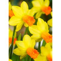 Нарцисс цикламеновый Джетфайр (5шт, 12/14) 833078 Нарцисс цикламеновый Джетфайр (5шт, 12/14) 833078