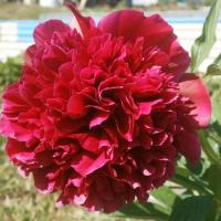 Пион молочноцветковый Адольф Руссо (1шт,2-3) 