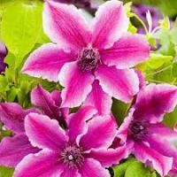 Саженцы Клематис (капер) Карнаби