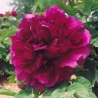 Пион древовидный Глубокое синее море