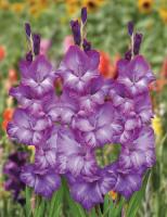 Гладиолус Кемистри (12/14) 5 шт 835562