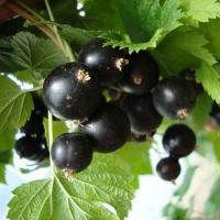 Смородина черная Снежная королева