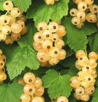 Смородина белая Кремовая