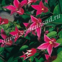 Клематис Принцесса Диана