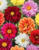 Георгина Садовая ранняя, смесь сортов 0,3г 