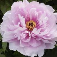 Пион древовидный Нефритовый цветок