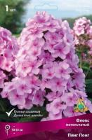 Флокс метельчатый Пинг Понг (I) 1 шт