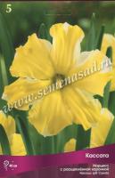 Нарцисс с Расщеплённой коронкой Кассата (12/14) 5шт.