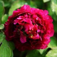 Пион древовидный Юник Краун