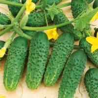 Огурец Кибрия F1 250 шт