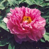 Пион древовидный Красное Серебро