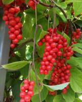 Лимонник китайский Синензис