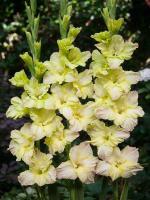 Гладиолус Крупноцветковый Алисия (12/14) 5 шт 