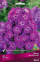 Флокс метельчатый Катя