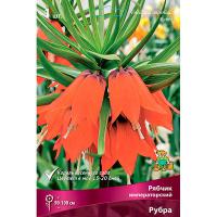 Рябчик Императорский Рубра