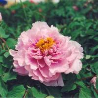 Пион древовидный Песня Дождя