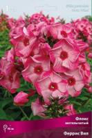 Флокс метельчатый Феррис Вил (I) 1 шт