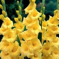 Гладиолус Крупноцветковае Нова Люкс (10/12) 10 шт 842128