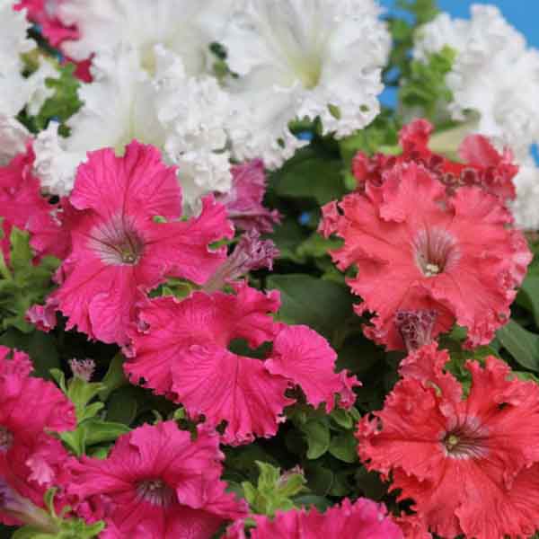 Петуния бахромчатая Афродита Смесь окрасок 10шт 