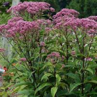 Посконник пятнистый Беби Джо (I)