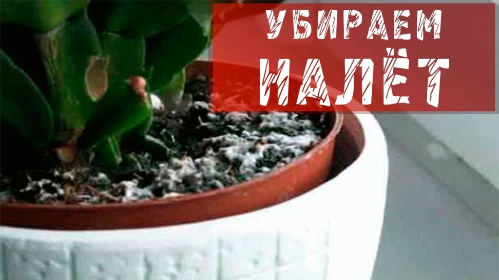 Белый налет в горшке комнатного цветка Белый налет в горшке комнатного цветка