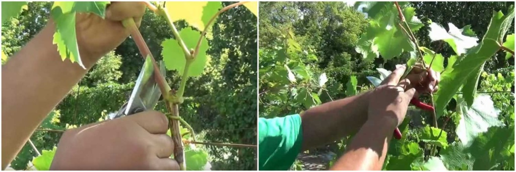 чеканка-винограда.jpg чеканка-винограда.jpg