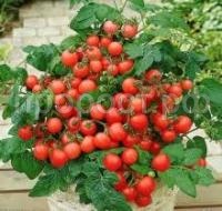 Без названия (38) Без названия (38)