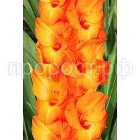 c8km9xt07yyhsgi3lcifje20mn5idsto