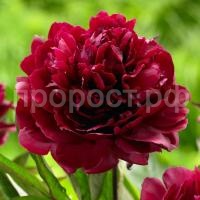 2637f9263dbf753d7566db3d811fca19