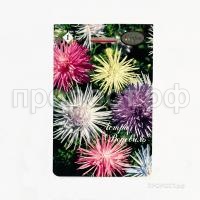 Астра смесь Водевиль низкорослая 201 Каприс