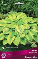 Хоста гибридная Велвет Мун Хоста гибридная Велвет Мун