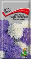 Скабиоза тёмно-пурпурная Ледяное сердце Скабиоза тёмно-пурпурная Ледяное сердце