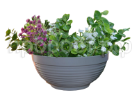 парма-серый парма-серый