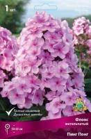 флокс метельчатый Пинг Понг (1)