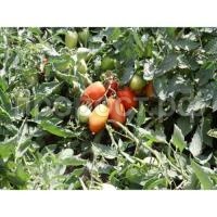 Томат Инкас F1