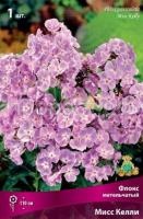 Флокс метельчатый Мисс Келли