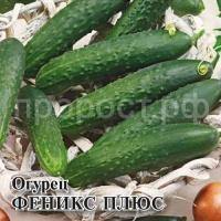 Огурец Феникс плюс