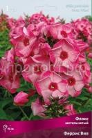 Флокс метельчатый Феррис Вил