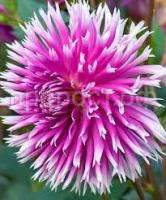 Без названия (1)