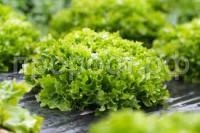 Без названия Без названия