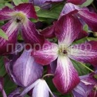 Без названия (1)