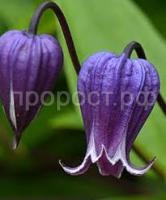 Без названия (1)