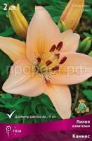 Лилия азиатская Каннес