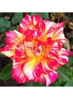 Без названия