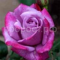 Без названия (1)